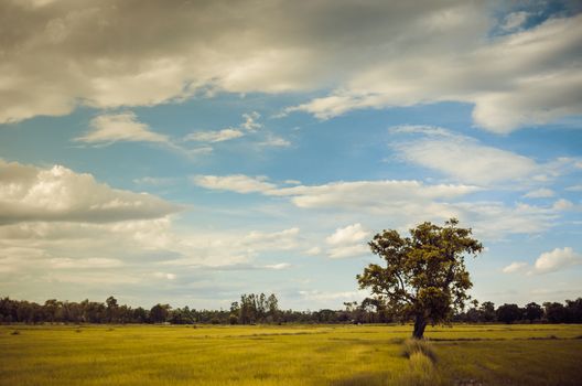 Tree grass field and sky in countryside Thailand vintage