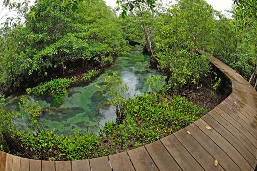 Tha pom nature trail and Crystal stream, Krabi, Thailand