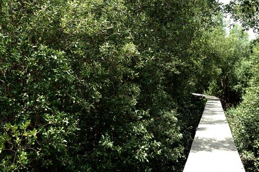 The boardwalk in the mangrove forest of thailand.