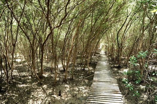 The boardwalk in the mangrove forest of thailand.