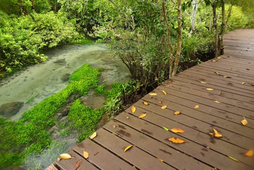 trail in Tha Pom mangroves forest, Krabi, Thailand.