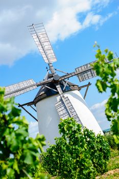 Windmill behind grape vine in retz, lower austria
