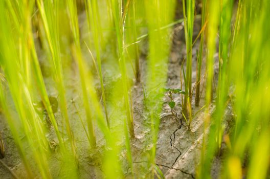 Green grass meadow field in the rice field Thailand background