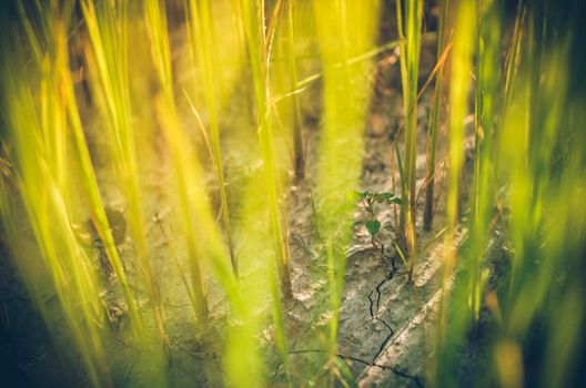 Green grass meadow field in the rice field Thailand background vintage