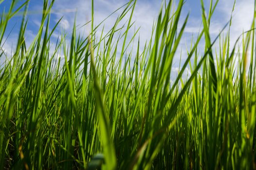 Green grass meadow field in the rice field Thailand background