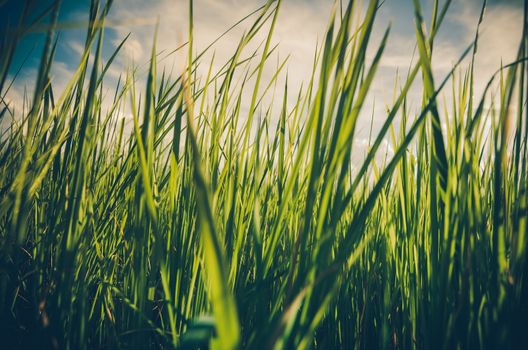 Green grass meadow field in the rice field Thailand background vintage