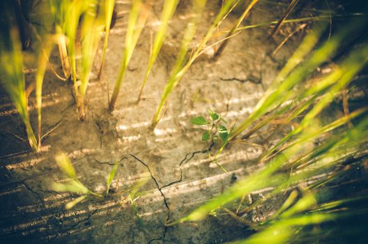 Green grass meadow field in the rice field Thailand background vintage