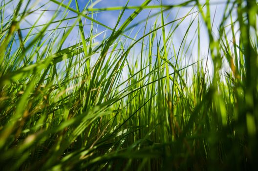 Green grass meadow field in the rice field Thailand background