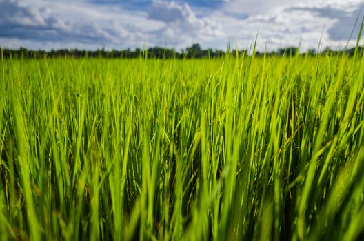 Green grass meadow field in the rice field Thailand background