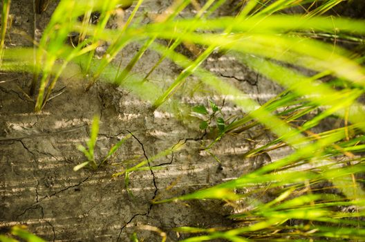 Green grass meadow field in the rice field Thailand background