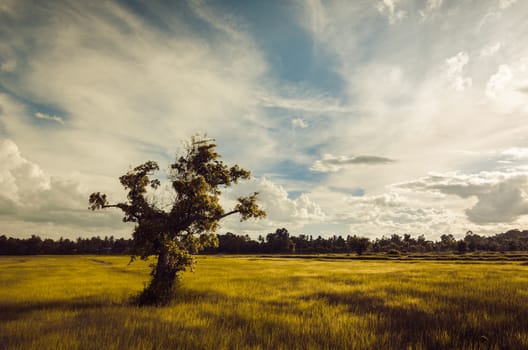 Tree grass field and sky in countryside Thailand vintage