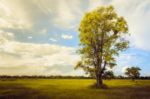 Tree grass field and sky in countryside Thailand vintage