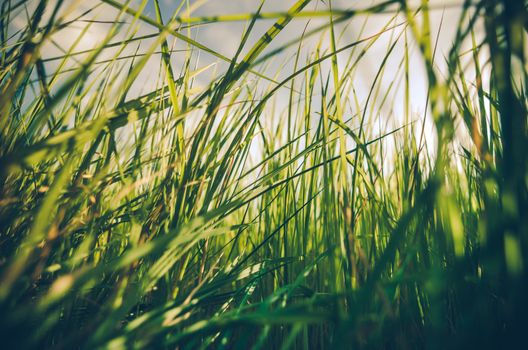 Green grass meadow field in the rice field Thailand background vintage