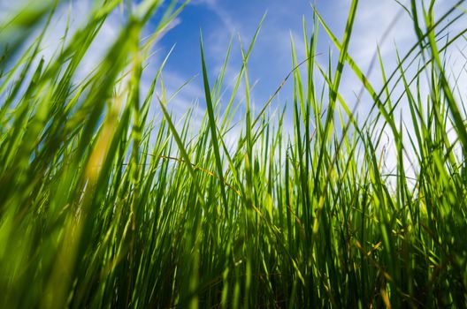 Green grass meadow field in the rice field Thailand background