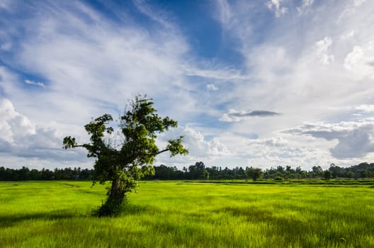 Tree grass field and sky in countryside Thailand