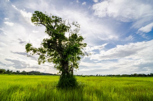 Tree grass field and sky in countryside Thailand