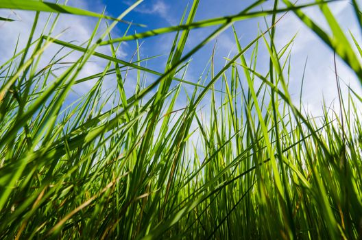 Green grass meadow field in the rice field Thailand background