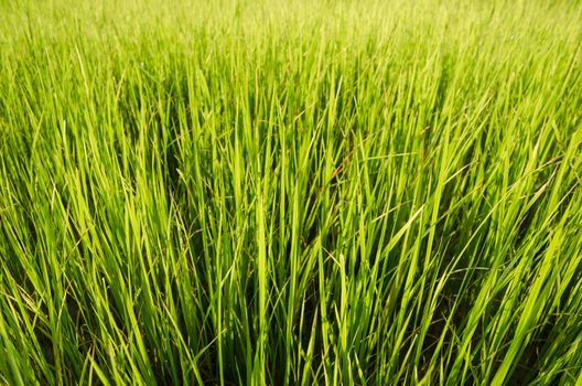 Green grass meadow field in the rice field Thailand background