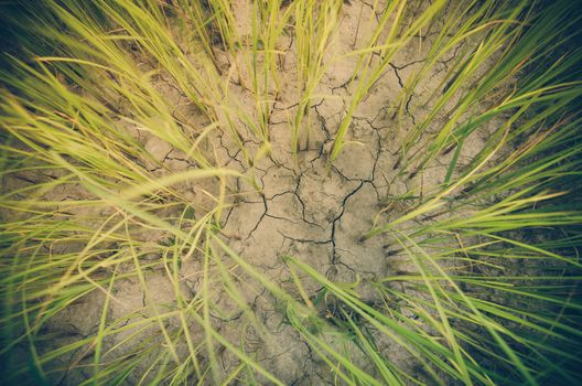 Green grass meadow field in the rice field Thailand background vintage