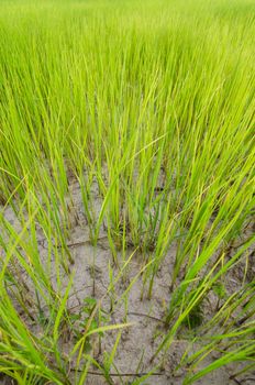 Green grass meadow field in the rice field Thailand background