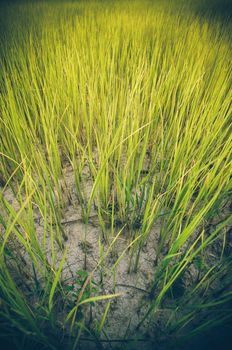 Green grass meadow field in the rice field Thailand background vintage