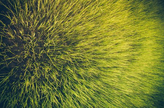 Green grass meadow field in the rice field Thailand background vintage