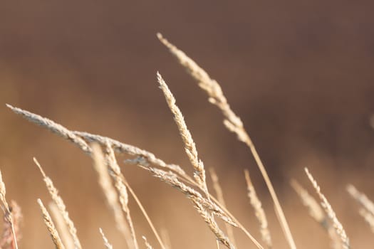 dry grass field in nature scene background