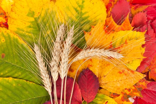 Wheat on autumn leaves as a background