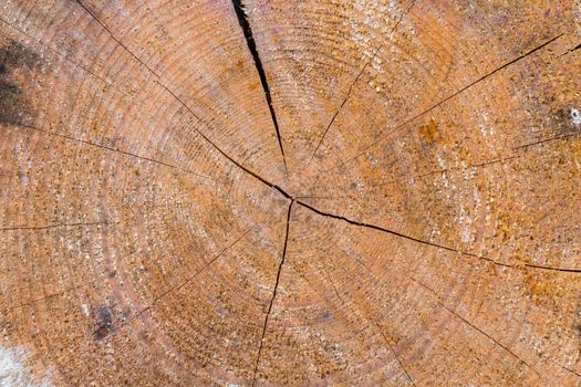 Old wood log texture background