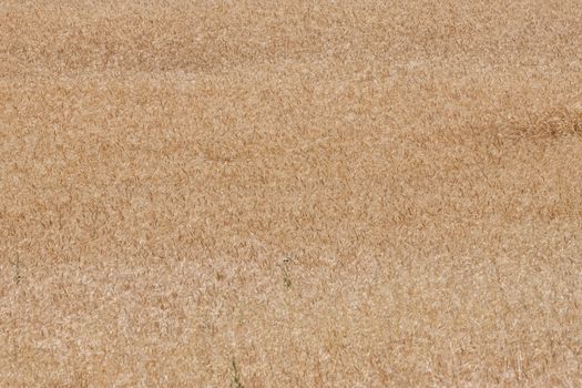 Wheat field background during day