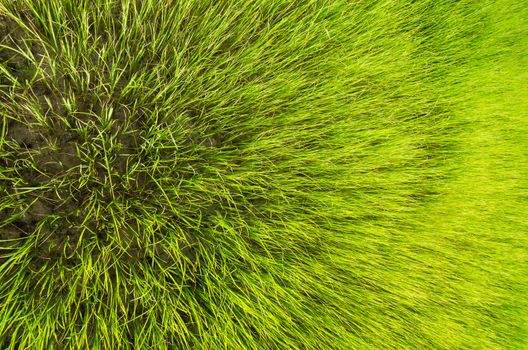 Green grass meadow field in the rice field Thailand background