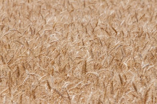 Close up of a wheat field background