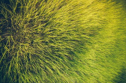 Green grass meadow field in the rice field Thailand background vintage