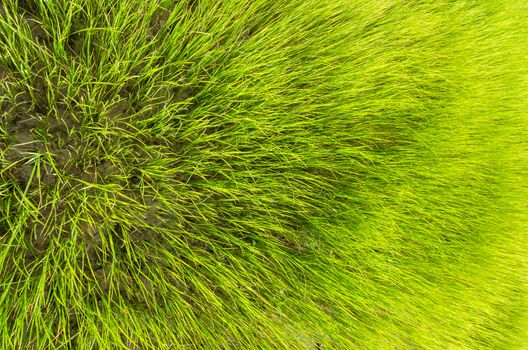 Green grass meadow field in the rice field Thailand background