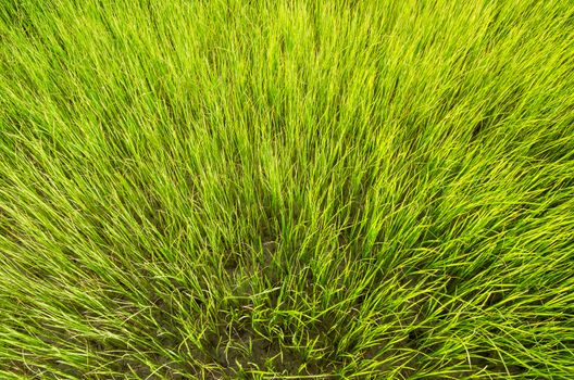 Green grass meadow field in the rice field Thailand background