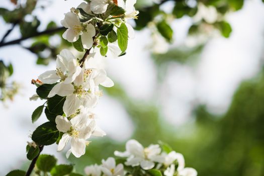 Apple flowers in spring against blue sky