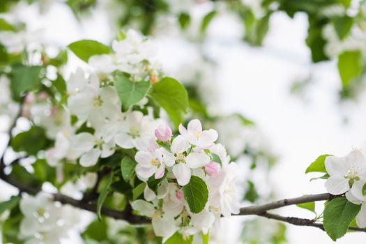 Apple flowers in spring against blue sky