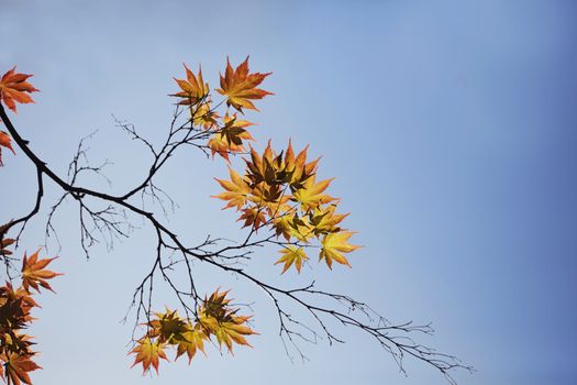 Autumn vivid maple leaves against blue sky