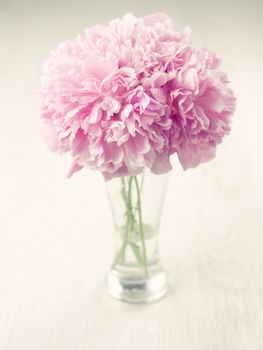 Vase of beautiful peony flowers on wooden background