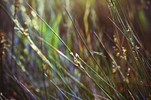 Beautiful blue dragonfly in the meadow