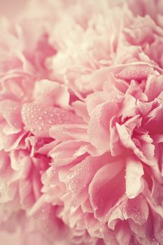 Abstract pink wedding flower background
