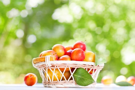 Fresh ripe plums in the basket 