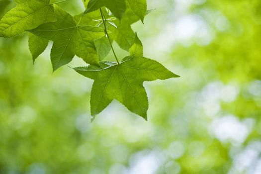 Fresh green leaves of maple 