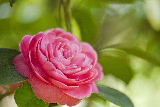 Beautiful pink flower of japanese camellia
