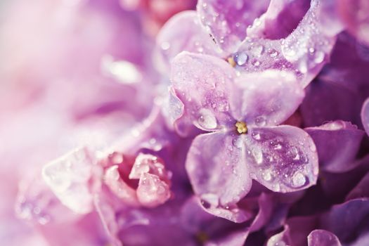 Macro photography of beautiful lilac flowers