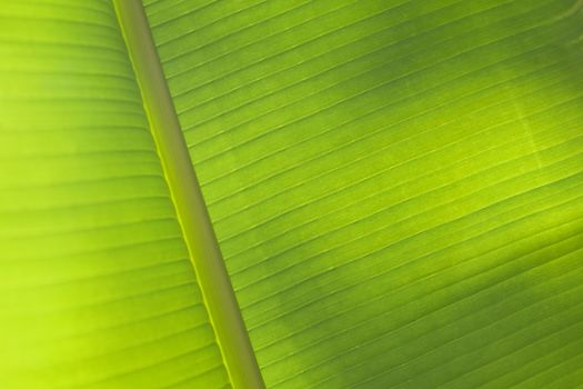 Green palm leaf texture for background.