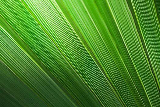 Green palm leaf texture for background.