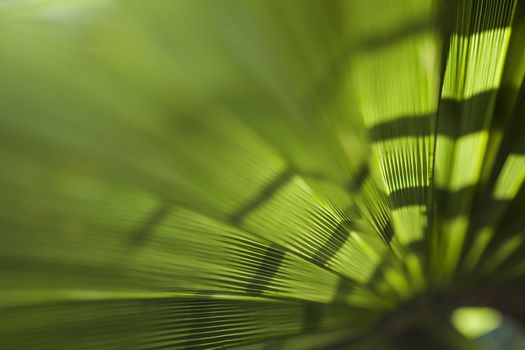 Green palm leaf texture for background.