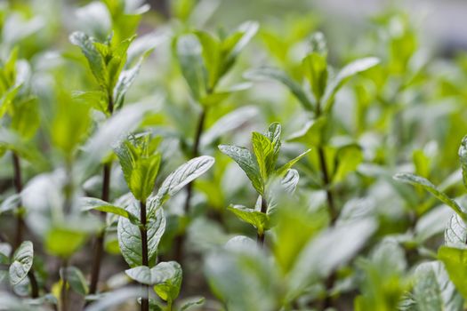 Fresh mint growing in the garden