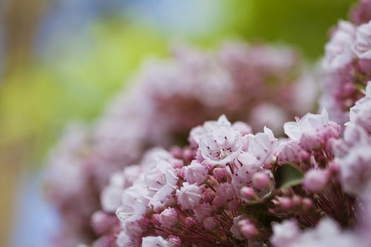 Beautiful spring pink flowers background